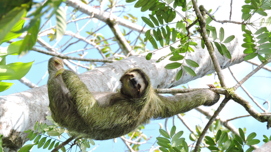 Sloth Habitat and Lifestyle: Life Among the Treetops