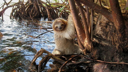 Sloths and Swimming: Nature’s Surprising Aquatic Athletes