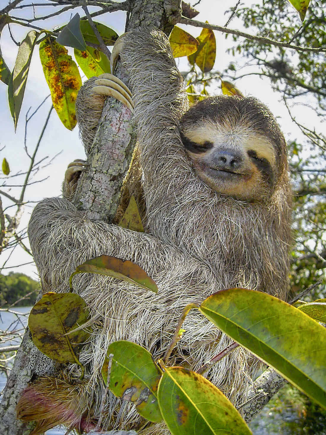 A three-toed sloth in a tree, showing the canopy life that makes tree choice so important