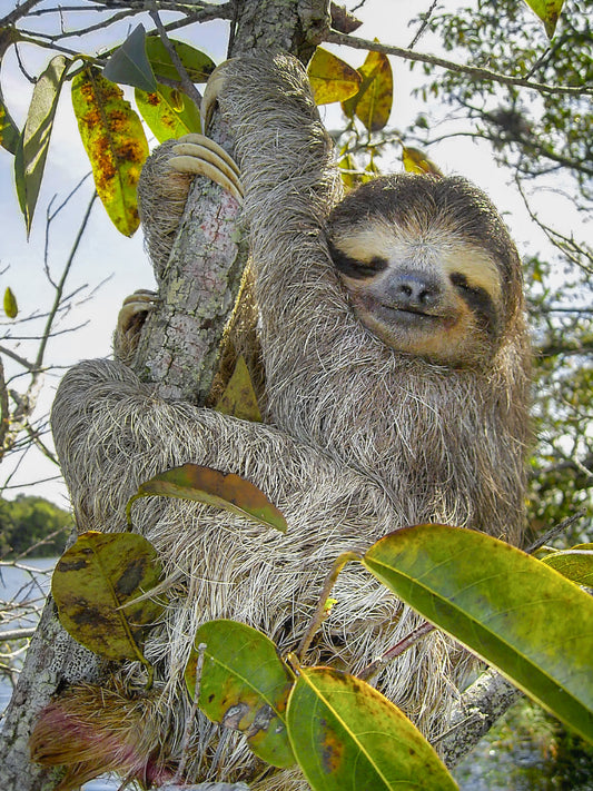 A three-toed sloth in a tree, showing the canopy life that makes tree choice so important