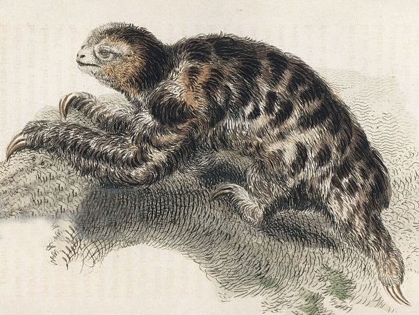 Illustration of a pygmy three-toed sloth hanging from a branch