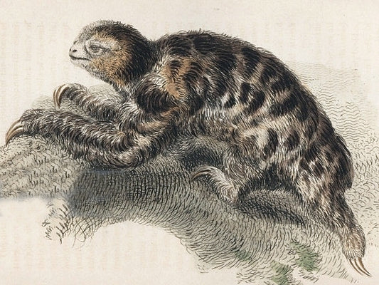 Illustration of a pygmy three-toed sloth hanging from a branch