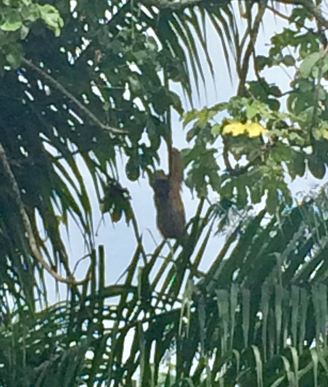 A maned three-toed sloth with shaggy dark fur in Brazil, showing the distinctive mane that gives the species its name