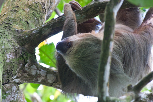 Brown-throated three-toed sloth moving carefully along a branch