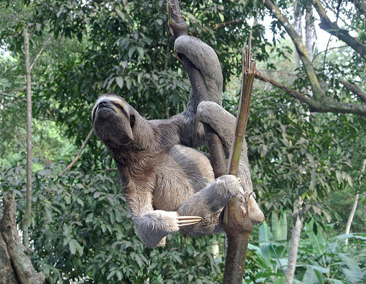 Brown-throated three-toed sloth resting in a tree