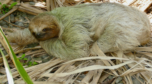 Brown-throated three-toed sloth moving through vegetation in Costa Rica