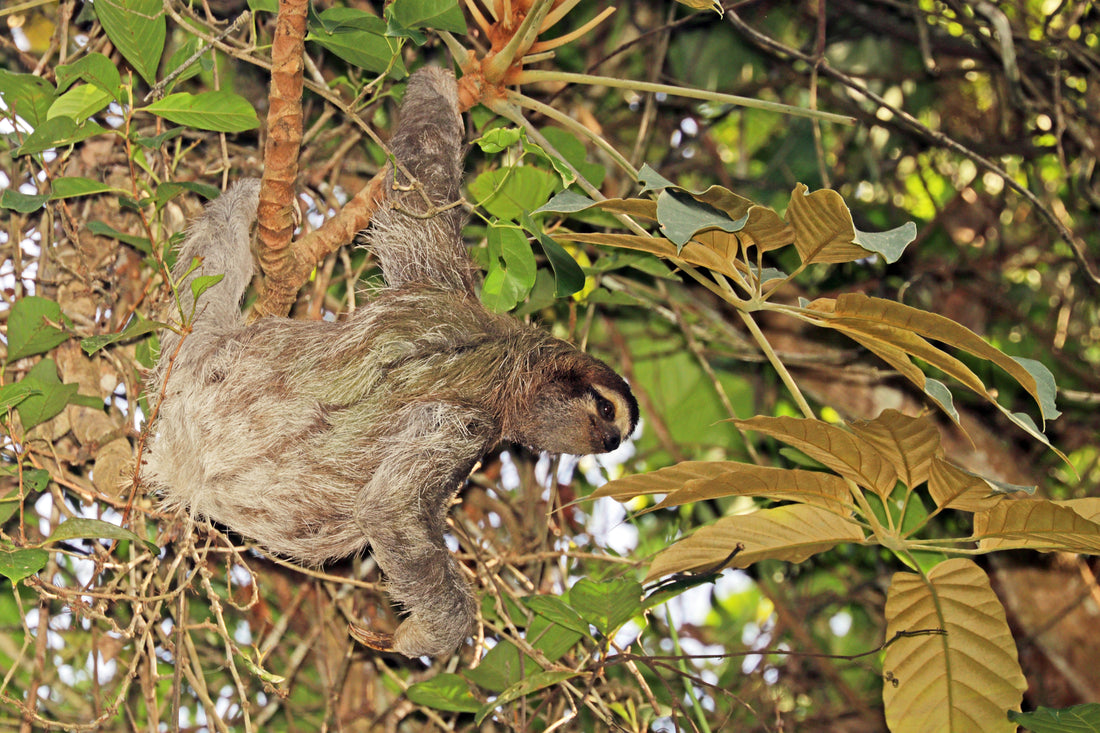 Brown-throated three-toed sloth resting in green rainforest foliage