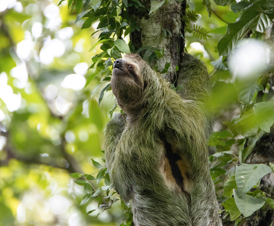 A brown-throated sloth climbing on a tree branch