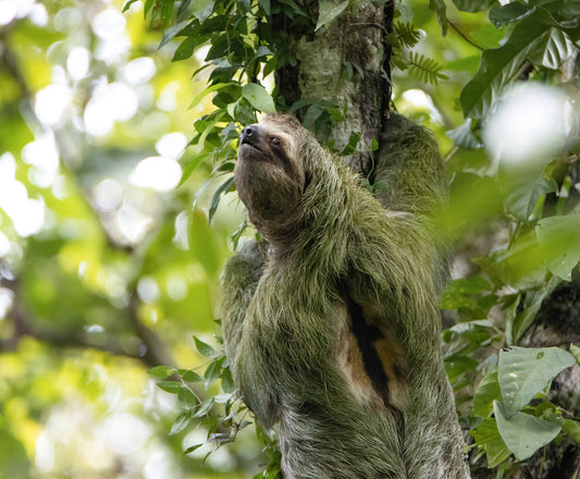 A brown-throated sloth climbing on a tree branch