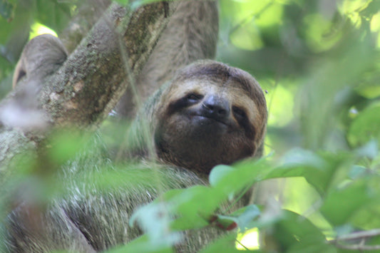 Close-up of a brown-throated three-toed sloth face, showing the head and neck that help sloths scan the canopy