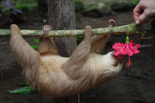 A Hoffmann's two-toed sloth reaching along a tree branch in Cahuita National Park, Costa Rica