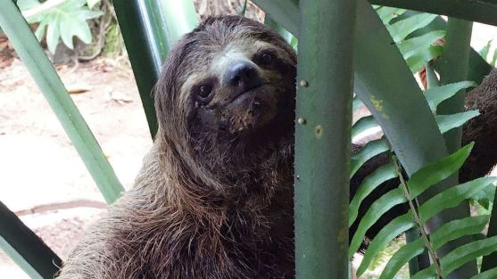 New study takes closer look at how environment affects daily life of brown-throated three-toed sloth