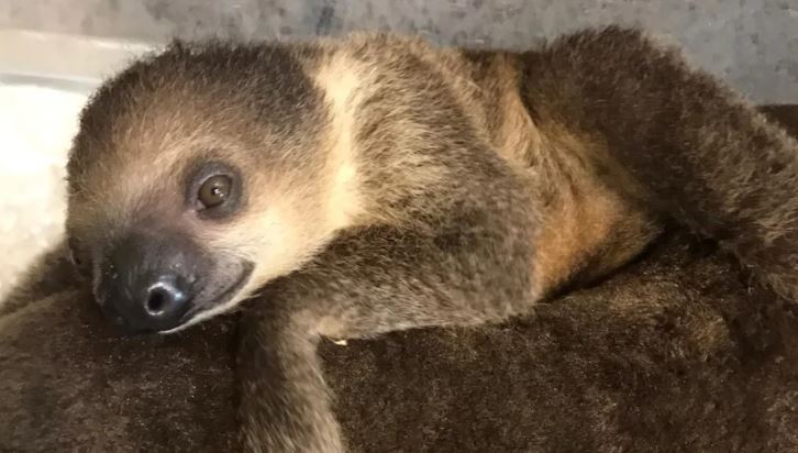 Bristol Zoo announce name of new baby sloth