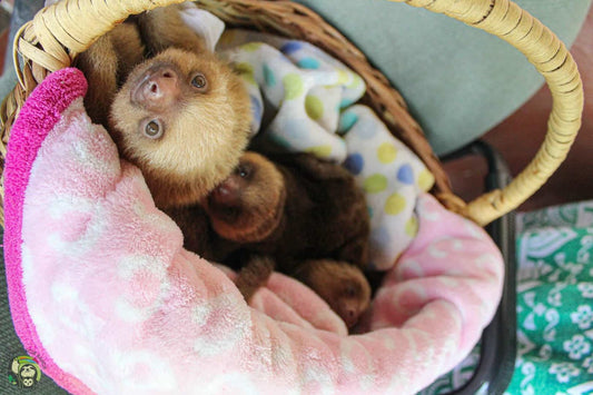 What can we learn from sloths?