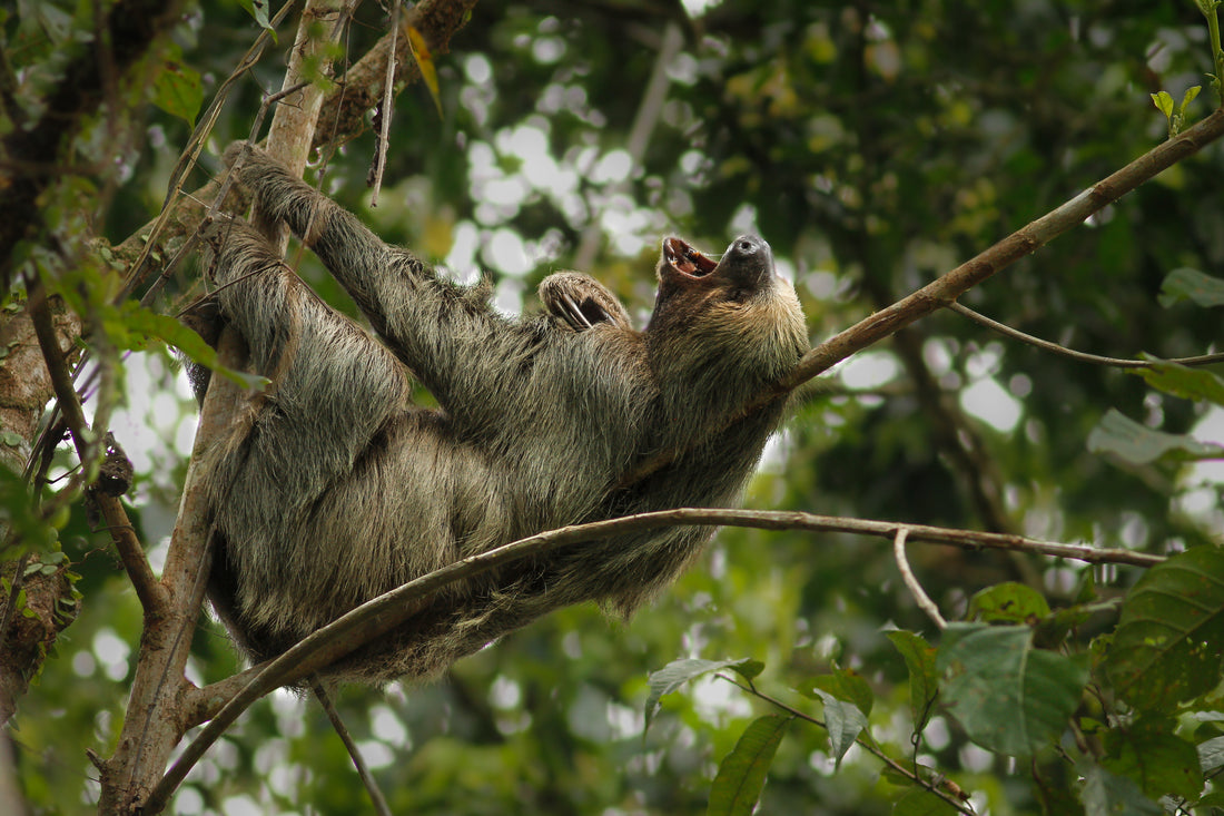 Linnaeus's two-toed sloth hanging from branches in a green forest canopy