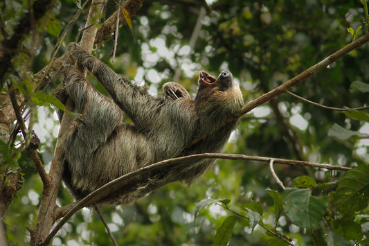 Linnaeus's two-toed sloth hanging from branches in a green forest canopy