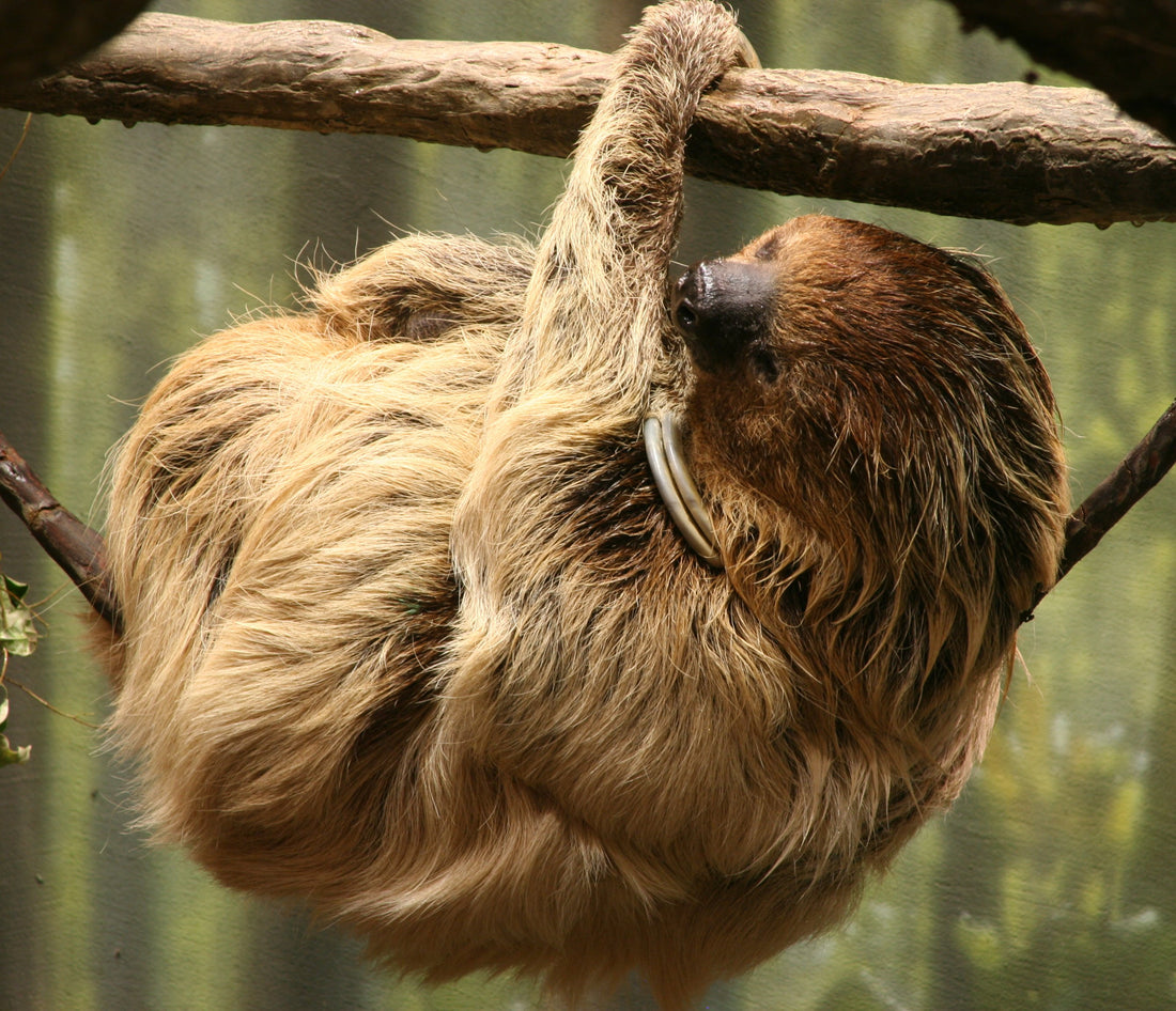 A Linnaeus's two-toed sloth climbing along a tree branch at Buffalo Zoo