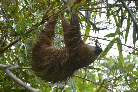 Hoffmann's two-fingered sloth resting among green rainforest leaves