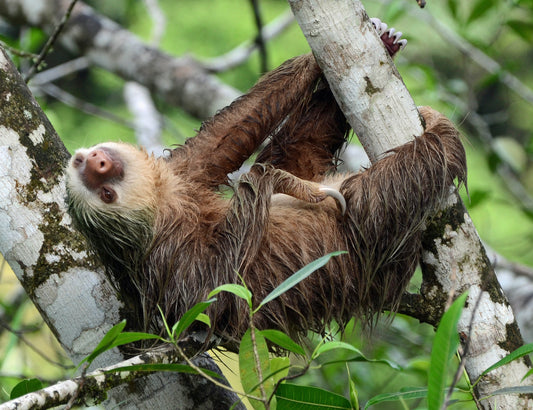 A Hoffmann's two-toed sloth in Costa Rica, representing sloths using tree cover in mixed rainforest landscapes