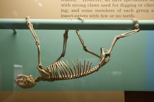 Mounted skeleton of a Hoffmann's two-toed sloth showing its long rib cage and curved claws