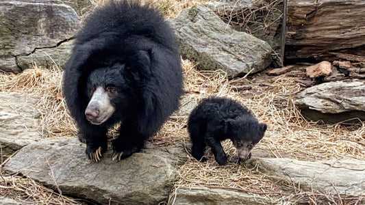 Two sloth bears are born at the Philadelphia Zoo, but — shush! — they’re still in their den
