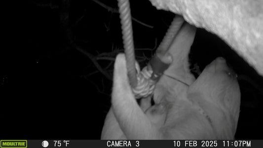 Deborah the two-fingered sloth and her baby Mel using a canopy bridge in Costa Rica