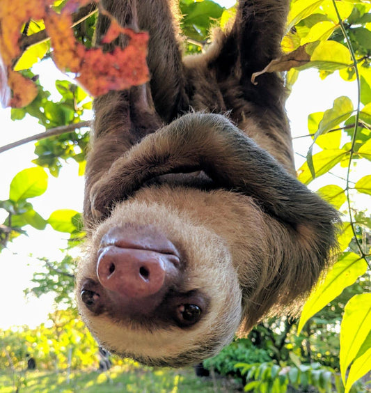 Dolly the two-fingered sloth resting among green leaves