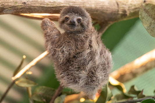 Young three-fingered sloth George resting on a branch during rehabilitation in Costa Rica