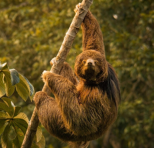 A southern maned sloth with dark shaggy fur resting among green foliage