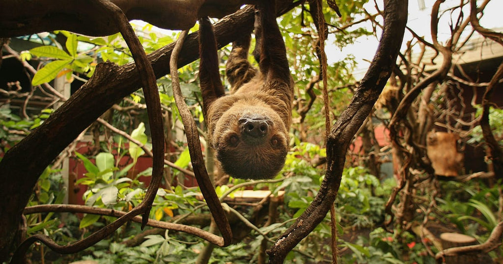 Three sloths freeze to death at Belgian airport