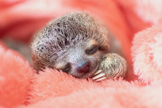 A rescued baby sloth called Grogu sleeping during rehabilitation at The Sloth Institute