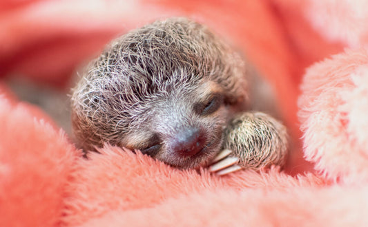 Orphaned baby sloth Grogu sleeping during rehabilitation at The Sloth Institute