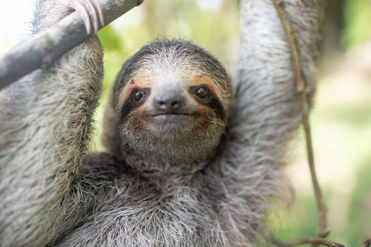 Grogu the brown-throated three-fingered sloth resting among green leaves