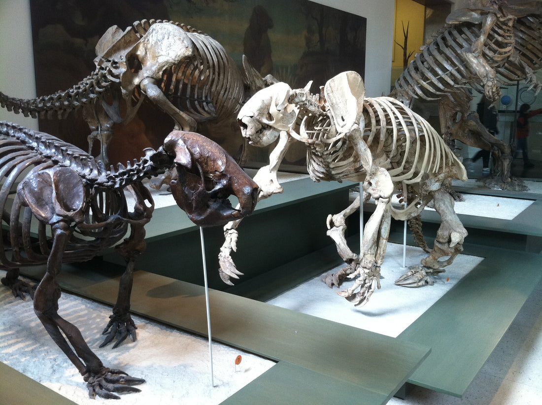 Several extinct ground sloth skeletons displayed together at the American Museum of Natural History