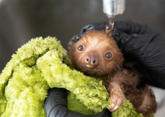 Orphaned baby sloth Hannah resting during rehabilitation in Costa Rica