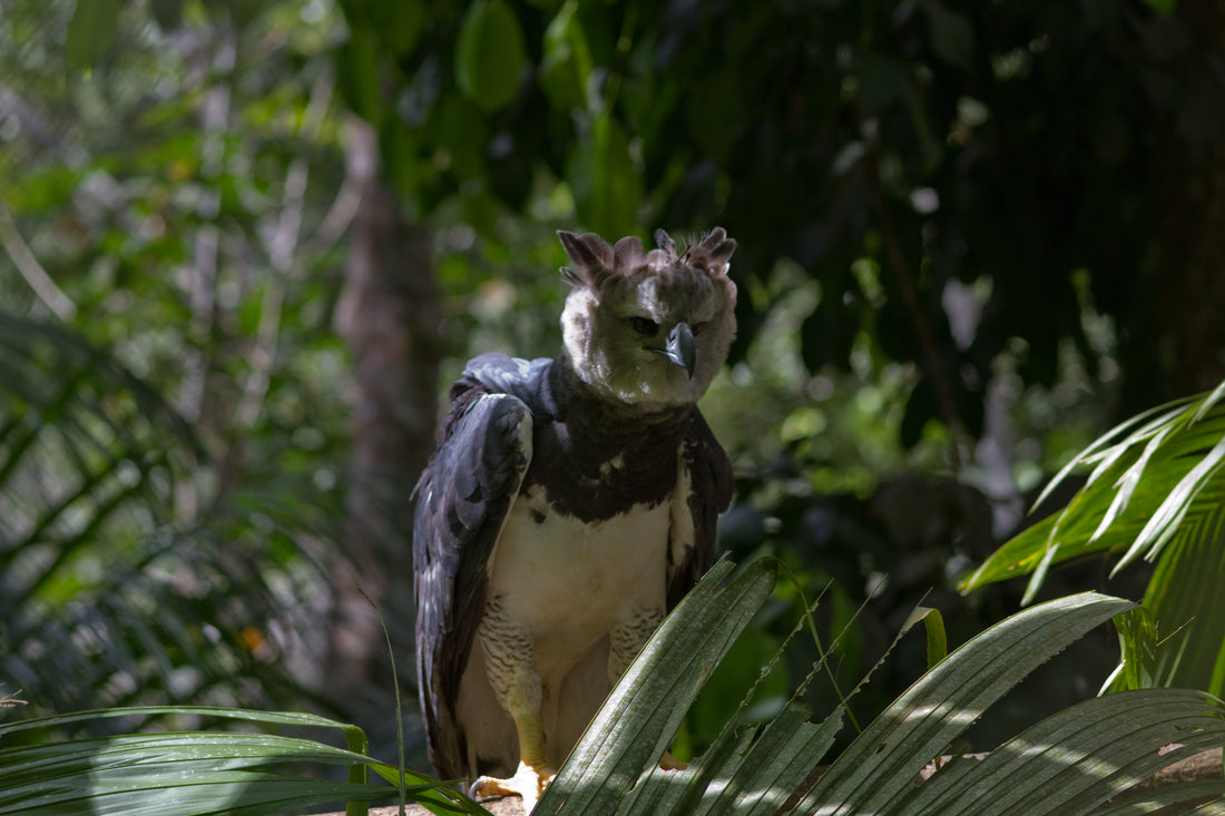 A harpy eagle perched in the rainforest, one of the main natural predators of sloths