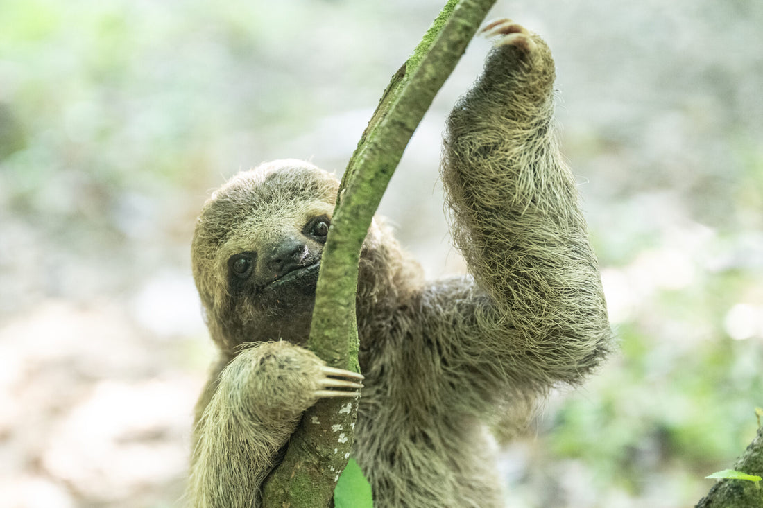 Rescued baby sloth resting on a branch after surviving a 50km journey beneath a car