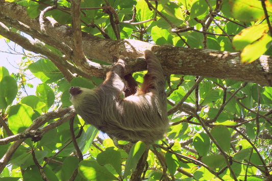 Hoffmann's two-toed sloth resting among green rainforest leaves