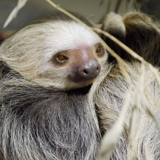 Close portrait of a Hoffmann's two-toed sloth resting among green leaves