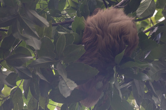 Hoffmann's two-toed sloth resting among green leaves