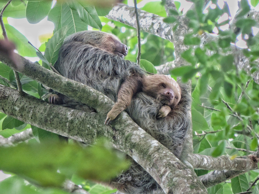 A Hoffmann two-toed sloth resting in rainforest foliage