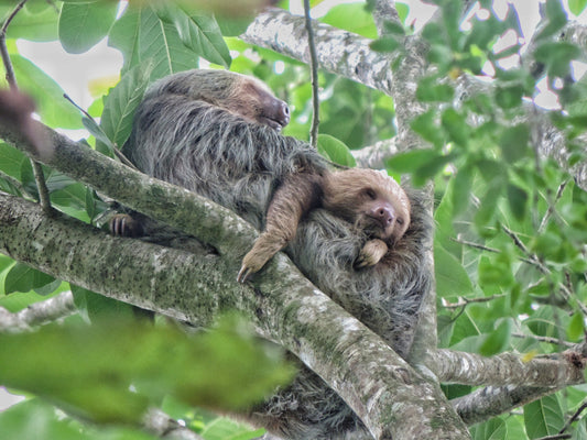 A Hoffmann two-toed sloth resting in rainforest foliage