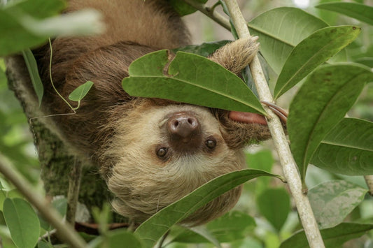 A wild sloth in an urban-edge rainforest setting, showing why connected canopy routes matter
