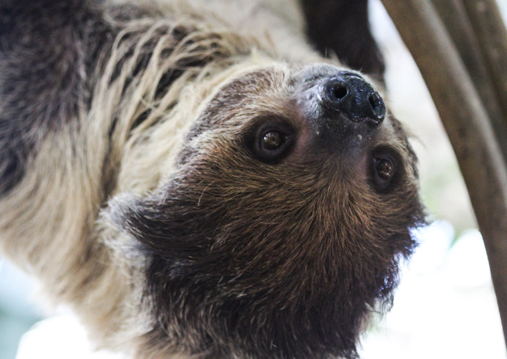 Close-up of a sloth hanging upside down with brown-and-cream fur, dark eyes and a black nose
