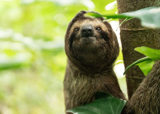 A sloth resting among green rainforest leaves in an image from The Sloth Institute