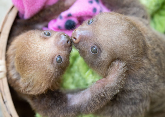 Baby sloths Sabrina and Hannah resting together during rehabilitation at The Sloth Institute