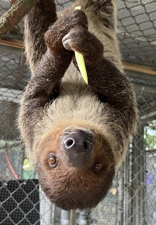 Leeloo, a rescued two-toed sloth receiving care at Central Florida Zoo