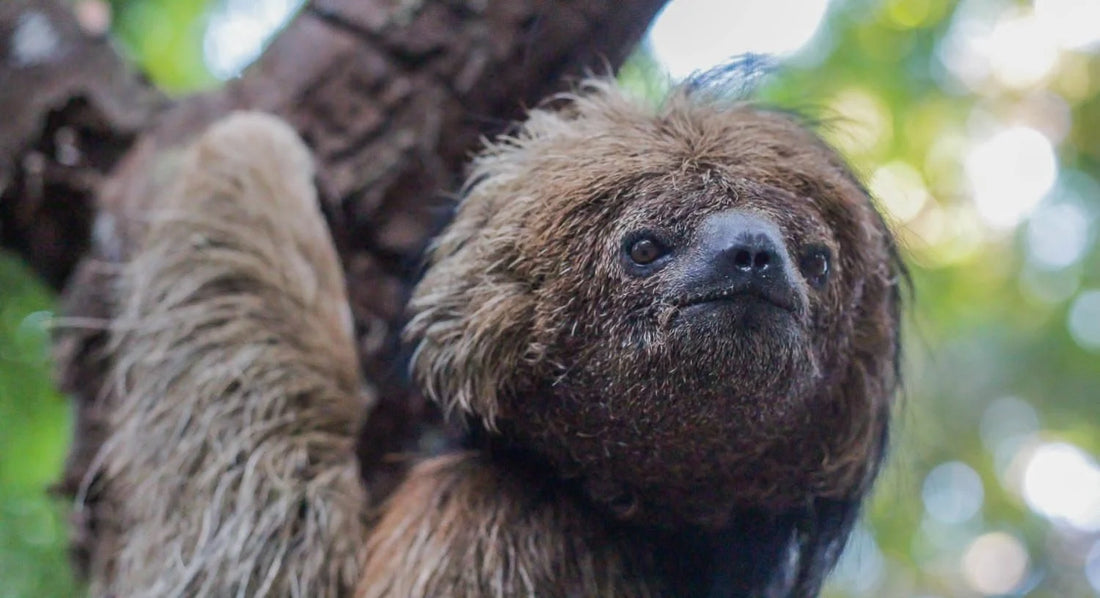A northern maned sloth resting among green leaves in Brazil's Atlantic Forest