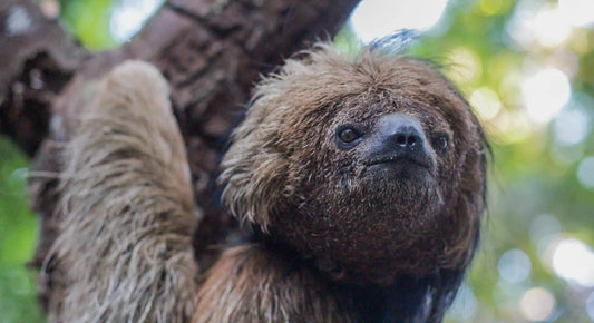 A northern maned sloth resting among green leaves in Brazil's Atlantic Forest