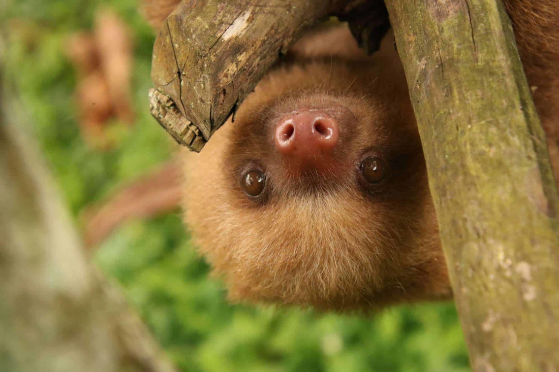 I spy with my little eye… Sloths in sight!
